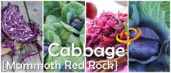 Cabbage - Mammoth Red Rock -Speed now 700x300 ee0bd066 4bd2 4197 b328 3b7cb8297a1d