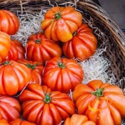 Tomato - Beefsteak, Ponderosa Red (Indeterminate)