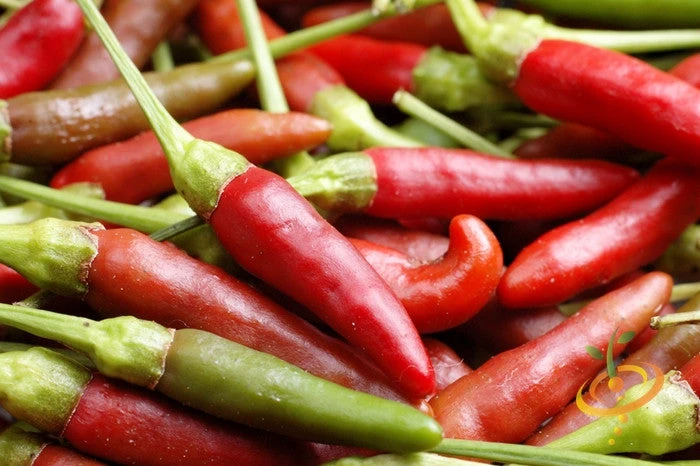 Pepper (Hot) - Bird's Eye π₯π₯π₯ 4 Pepper (Hot) - Bird's Eye π₯π₯π₯ - Image 2