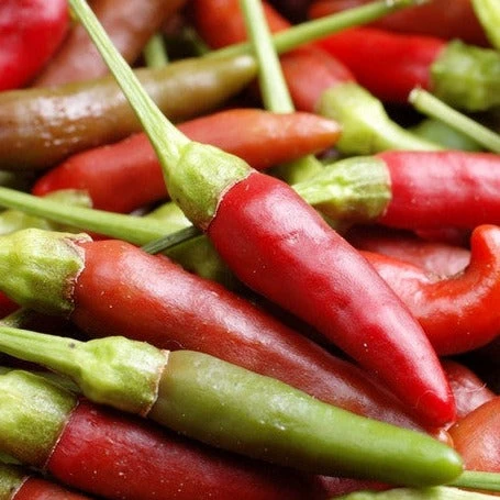 Pepper (Hot) - Bird's Eye π₯π₯π₯ 5 Pepper (Hot) - Bird's Eye π₯π₯π₯ - Image 3