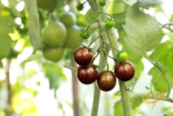 Tomato - Cherry, Black (Indeterminate) -Speed now 700xCherry Black