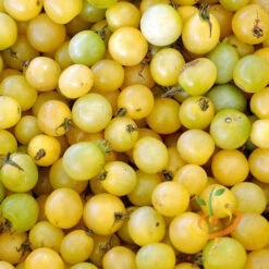 Tomato - Cherry, White (Indeterminate)