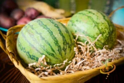 Watermelon - Sugarbaby -Speed now 700xDSC 3783