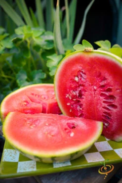 Watermelon - Sugarbaby -Speed now 700xDSC 3785