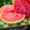 Watermelon - Sugarbaby -Speed now 700xDSC 3785 700x 2a1d0aea cda4 4415 927a 33a344eb2d6d
