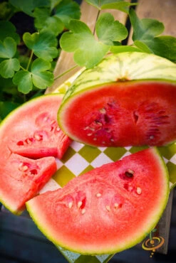 Watermelon - Sugarbaby -Speed now 700xDSC 3789