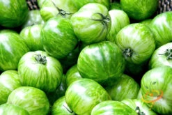 Tomato - Green Striped Zebra (Semi-determinate) 13 Tomato - Green Striped Zebra (Semi-determinate) -Speed now 700xGreen Striped Zebra