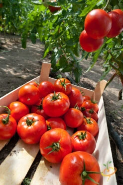 Tomato - Homestead (Determinate) -Speed now 700xHomestead