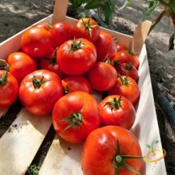 Tomato - Homestead (Determinate)
