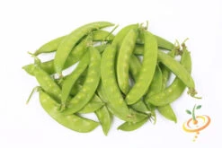 Pea (Snow) - Oregon Giant 20 Pea (Snow) - Oregon Giant -Speed now 700xOregon Giant