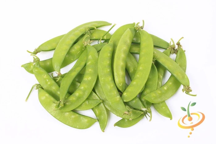 Pea (Snow) - Oregon Giant 10 Pea (Snow) - Oregon Giant - Image 8