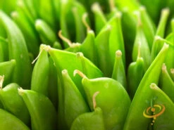 Pea (Snap) - Sugar 17 Pea (Snap) - Sugar -Speed now 700xSugar Snap