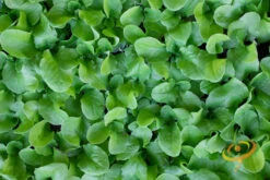 Mustard - Tendergreen 14 Mustard - Tendergreen -Speed now 700xTendergreen