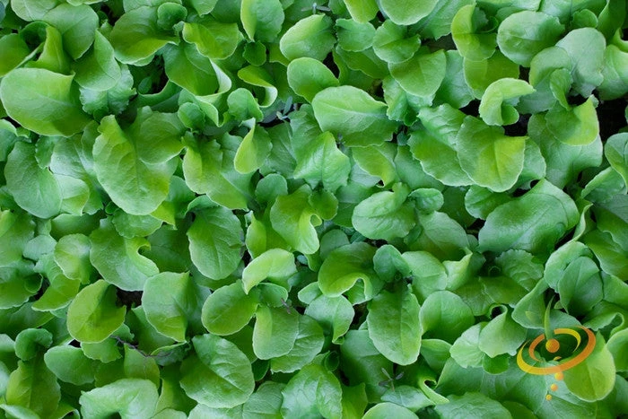 Mustard - Tendergreen 6 Mustard - Tendergreen - Image 4