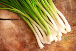 Onion - Tokyo Long White (Bunching), Scallion -Speed now 700xTokyo Long White