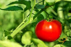 Tomato - VR Moscow (Determinate) 11 Tomato - VR Moscow (Determinate) -Speed now 700xVR Moscow