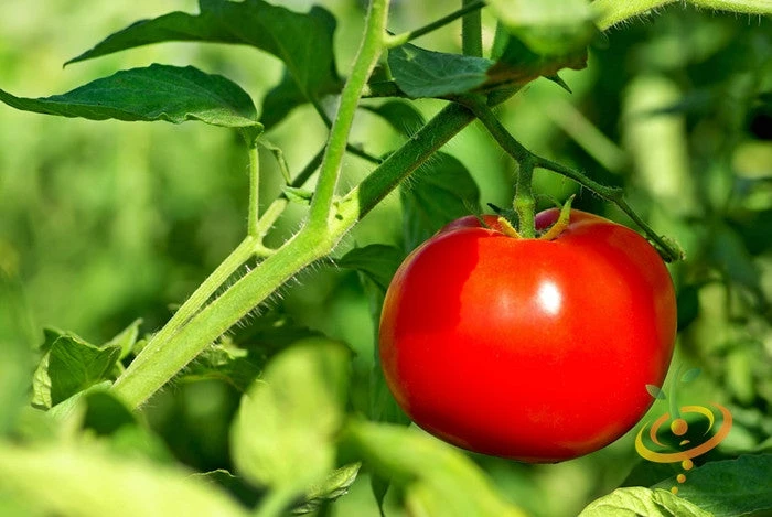 Tomato - VR Moscow (Determinate) 5 Tomato - VR Moscow (Determinate) - Image 3