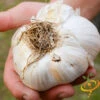 Garlic - (Soft Neck) - Elephant 1 Garlic - (Soft Neck) - Elephant -Speed now 700x 03487f67 5c4e 43a3 bcd5 4c925547addf