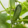 Cucumber - Space Master 1 Cucumber - Space Master -Speed now 700xshutterstock 101440387 700x 04f73dd0 1098 44ac 9200 aac8a4d912af
