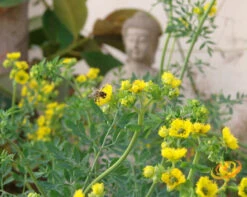 Rue -Speed now 700xshutterstock 10648903