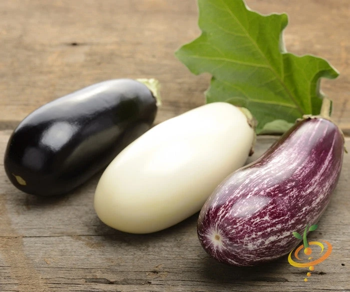 Eggplant - Casper 4 Eggplant - Casper - Image 2