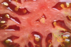 Tomato - Cherokee Purple (Indeterminate) 15 Tomato - Cherokee Purple (Indeterminate) -Speed now 700xshutterstock 109823906