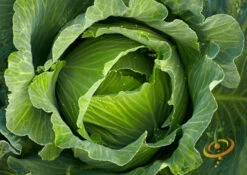 Cabbage - All Season 13 Cabbage - All Season -Speed now 700xshutterstock 110094923