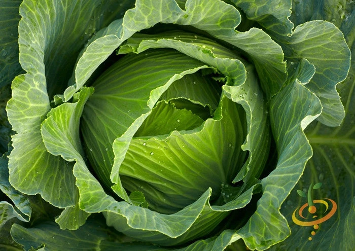 Cabbage - All Season 5 Cabbage - All Season - Image 3