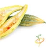 Melon - Banana -Speed now 700xshutterstock 111024575 700x 5f44bee3 2c78 4842 8341 c517222469d4