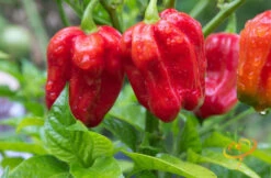 Pepper (Hot) - Habanero, Red Caribbean 🔥🔥🔥🔥🔥 13 Pepper (Hot) - Habanero, Red Caribbean 🔥🔥🔥🔥🔥 -Speed now 700xshutterstock 111657731