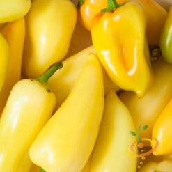 Pepper (Hot) - Jalapeño, Yellow (Caloro) 🔥