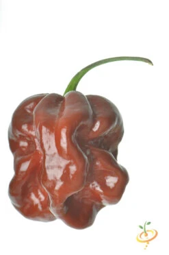 Pepper (Hot) - Habanero, Chocolate 🔥🔥🔥🔥🔥 14 Pepper (Hot) - Habanero, Chocolate 🔥🔥🔥🔥🔥 -Speed now 700xshutterstock 113121493