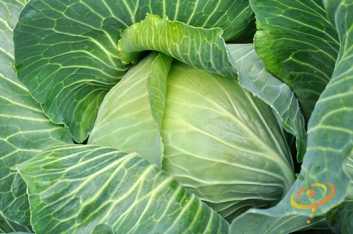 Cabbage - All Season 6 Cabbage - All Season - Image 4