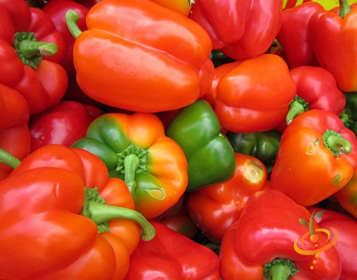 Pepper (Sweet) - California Wonder 5 Pepper (Sweet) - California Wonder - Image 3