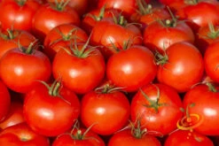 Tomato - Ace 55 (Determinate) -Speed now 700xshutterstock 114971920 1