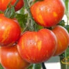 Tomato - Mr. Stripey (Indeterminate) 1 Tomato - Mr. Stripey (Indeterminate) -Speed now 700xshutterstock 115791754 700x 916abca8 51f2 446e 9c08 d955bbc52990