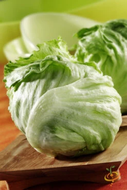 Lettuce - Iceberg 14 Lettuce - Iceberg -Speed now 700xshutterstock 124031308