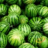 Watermelon - Crimson Sweet 1 Watermelon - Crimson Sweet -Speed now 700xshutterstock 126068165 700x 7b3dd7b0 4e95 4be8 af93 df667043ac86