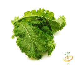 Mustard - Old Fashion 15 Mustard - Old Fashion -Speed now 700xshutterstock 126388595