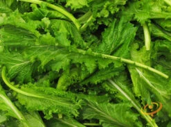 Mustard - Old Fashion 16 Mustard - Old Fashion -Speed now 700xshutterstock 127156880