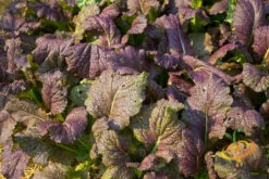 Mustard - Giant Red 12 Mustard - Giant Red -Speed now 700xshutterstock 127437530