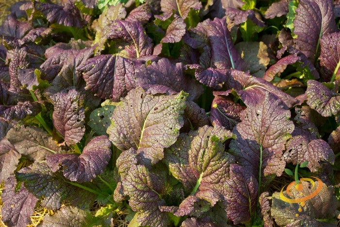 Mustard - Giant Red 5 Mustard - Giant Red - Image 3