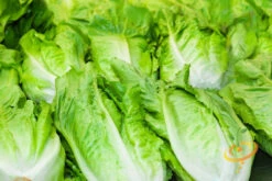 Cabbage - Michihili 13 Cabbage - Michihili -Speed now 700xshutterstock 127572950