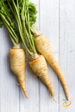 Parsnip - Harris Model -Speed now 700xshutterstock 131179013