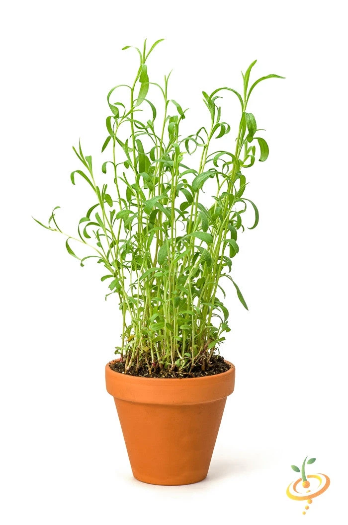 Tarragon (Dragon Wort) 5 Tarragon (Dragon Wort) - Image 3