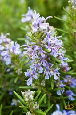 Rosemary 17 Rosemary -Speed now 700xshutterstock 133556705