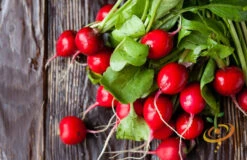 Radish - Champion -Speed now 700xshutterstock 134060042