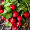 Radish - Champion 1 Radish - Champion -Speed now 700xshutterstock 134060042 700x 6707ef44 0c68 4013 9b6a 2916bfebccc4