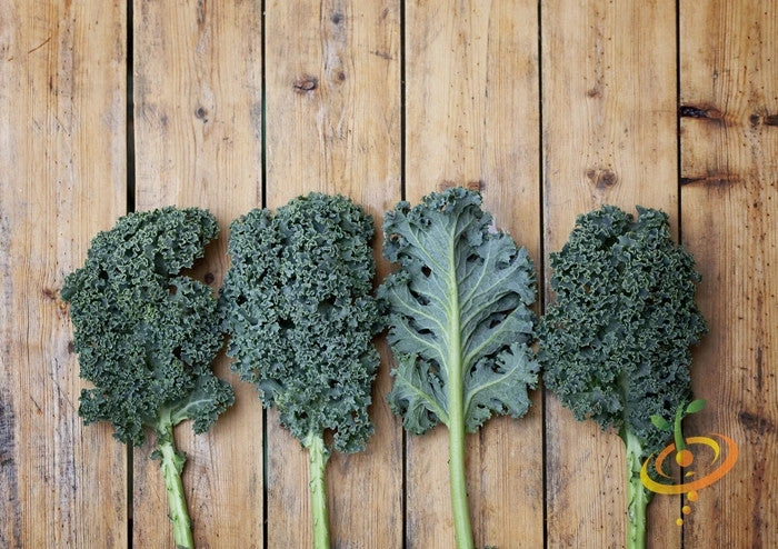 Kale - Classic, Blue Curled Scotch 5 Kale - Classic, Blue Curled Scotch - Image 3