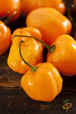 Pepper (Hot) - Habanero, Orange 🔥🔥🔥🔥 -Speed now 700xshutterstock 136807766